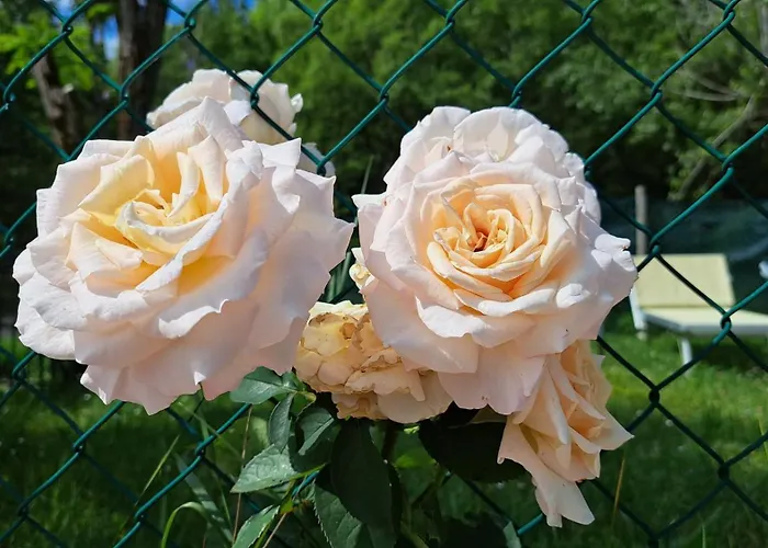 Albergo Lago Verde 3*